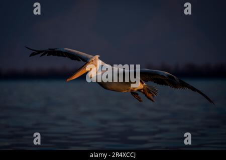 Dalmatinischer Pelikan (Pelecanus crispus) gleitet während der Goldenen Stunde über den See; Zentralmakedonien, Griechenland Stockfoto