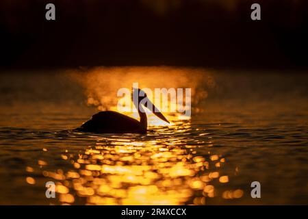 Dalmatinischer Pelikan (Pelecanus crispus) schwimmt auf dem Wasser, das bei Sonnenaufgang in Zentralmakedonien, Griechenland Stockfoto