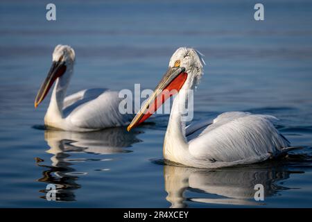 Zwei dalmatinische Pelikane (Pelecanus crispus) überqueren den See bei Sonnenschein; Zentralmakedonien, Griechenland Stockfoto