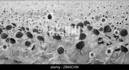 Feld blühender Sonnenblumen im Infrarot; Winnipeg, Manitoba, Kanada Stockfoto