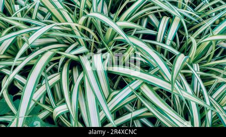 Carex morrowii, die Kan suge, Morrow's sedge, Japanese Grass sedge oder Japanese sedge ist eine Art Blütenpflanze, Cyperaceae. Üppiges Laub, Plan Stockfoto