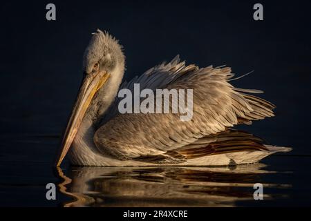 Dalmatinischer Pelikan (Pelecanus crispus) schwimmt auf dunkler Wasserspiegelung; Zentralmakedonien, Griechenland Stockfoto