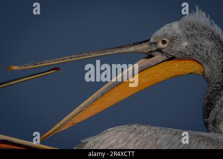 Nahaufnahme dalmatinischer Pelikane (Pelecanus crispus), die sich gegenseitig picken; Zentralmakedonien, Griechenland Stockfoto