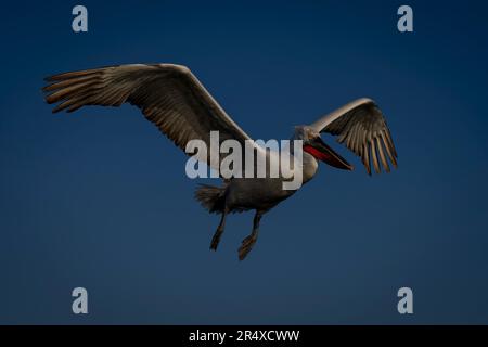 Dalmatinischer Pelikan (Pelecanus crispus) fliegt durch den klaren blauen Himmel; Zentralmakedonien, Griechenland Stockfoto