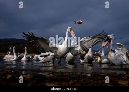 Dalmatinische Pelikane (Pelecanus crispus) greifen in der Luft nach Fischen; Zentralmakedonien, Griechenland Stockfoto