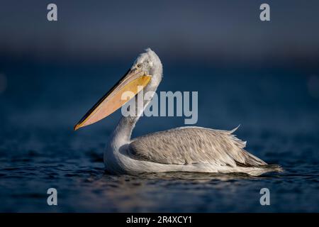 Nahaufnahme des dalmatinischen Pelikans (Pelecanus crispus) schwimmt über einen ruhigen, sonnendurchfluteten See; Zentralmakedonien, Griechenland Stockfoto