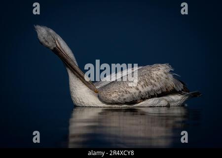 Nahaufnahme des dalmatinischen Pelikans (Pelecanus crispus) lebt auf einem ruhigen See; Zentralmakedonien, Griechenland Stockfoto