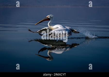 Dalmatinischer Pelikan (Pelecanus crispus) startet vom blauen See in Zentralmakedonien, Griechenland Stockfoto