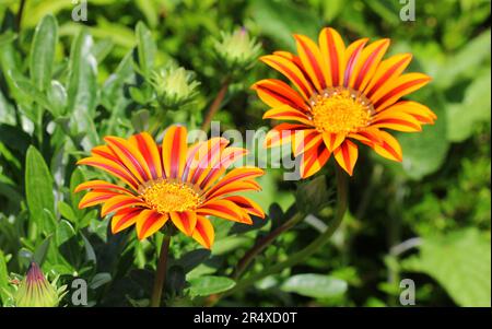 Leuchtend rot und orange Gazania, afrikanische Gänseblümchen Stockfoto