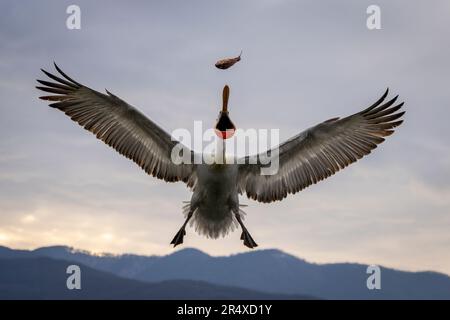 Dalmatinische Pelikane (Pelecanus crispus) fangen Fische in der Luft ausbreitenden Flügeln; Zentralmakedonien, Griechenland Stockfoto