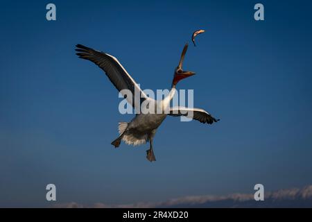 Dalmatinische Pelikane (Pelecanus crispus), die Flügel zum Fang ausbreiten; Zentralmakedonien, Griechenland Stockfoto