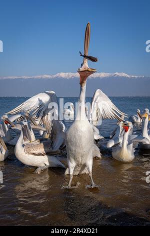 Dalmatinische Pelikane (Pelecanus crispus) greifen in der Luft nach Fischen; Zentralmakedonien, Griechenland Stockfoto