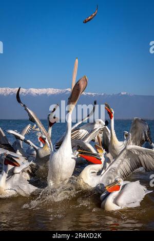 Dalmatinische Pelikane (Pelecanus crispus), die in der Luft Fische fangen; Zentralmakedonien, Griechenland Stockfoto