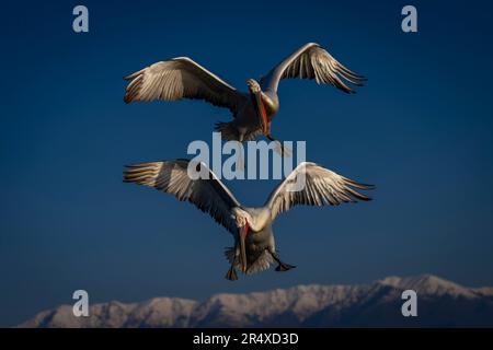 Zwei dalmatinische Pelikane (Pelecanus crispus) fliegen von den Bergen herunter; Zentralmakedonien, Griechenland Stockfoto