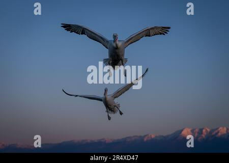 Zwei dalmatinische Pelikane (Pelecanus crispus) fliegen über den Bergen und verbreiten Flügel; Zentralmakedonien, Griechenland Stockfoto