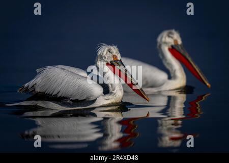 Nahaufnahme zweier dalmatinischer Pelikane (Pelecanus crispus), die nebeneinander über den See paddeln; Zentralmakedonien, Griechenland Stockfoto