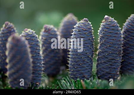 Blue Standard, Koreanische Tanne (Abies koreana) in einem botanischen Garten; Annapolis Royal, Nova Scotia, Kanada Stockfoto