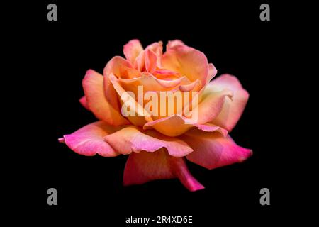 Rosa „Chicago Peace“ Rose auf schwarzem Hintergrund; Studio Stockfoto