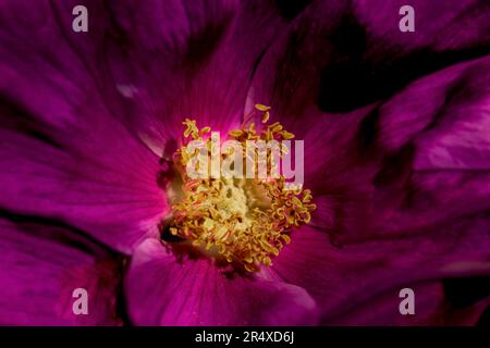 Vollbild-Nahaufnahme einer Wild Brier Rose (Rosa rubiginosa) mit gelben Staubblättern; Brier Island, Nova Scotia, Kanada Stockfoto