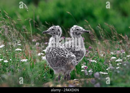 Hering Möwe Chicks (Larus argentatus smithsonianus) in A Nature Conservancy; Brier Island, Digby Neck, Nova Scotia, Kanada Stockfoto