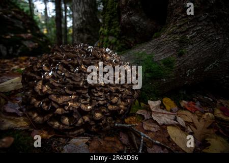 Hühnchenpilz (Grifola frondosa) auf Waldboden; Digby County, Nova Scotia, Kanada Stockfoto