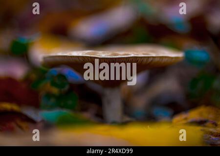Pilze mit flacher Kappe auf dem Waldboden; Bear River, Nova Scotia, Kanada Stockfoto