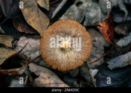 Pilze wachsen zwischen verwesenden Blättern auf dem Waldboden; Annapolis County, Nova Scotia, Kanada Stockfoto