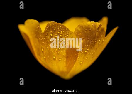 Evening Primrose (Oenothera biennis I), eine Heilpflanze mit Pollen auf Staubblättern; Annapolis County, Nova Scotia, Kanada Stockfoto