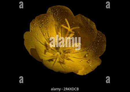 Evening Primrose (Oenothera biennis I), eine Heilpflanze mit Pollen auf Staubblättern; Annapolis County, Nova Scotia, Kanada Stockfoto