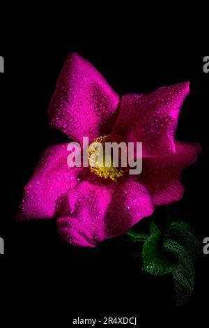 Wilde Brier Rose (Rosa rubiginosa) mit Wassertropfen; Brier Island, Nova Scotia, Kanada Stockfoto