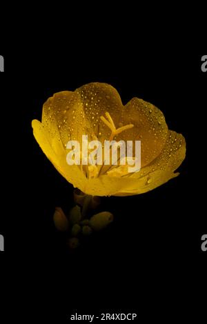 Evening Primrose (Oenothera biennis I), eine Heilpflanze mit Pollen auf Staubblättern; Annapolis County, Nova Scotia, Kanada Stockfoto