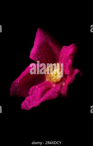 Wilde Brier Rose (Rosa rubiginosa) mit Wassertropfen; Brier Island, Nova Scotia, Kanada Stockfoto