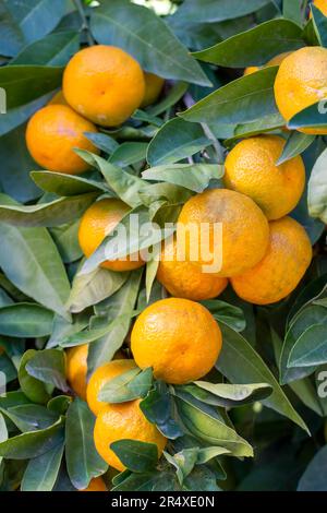 Reife Mandarinenorangen auf Bäumen. Orangen verzweigen sich mit grünen Blättern auf dem Baum, Tangerine sonniger Garten Stockfoto