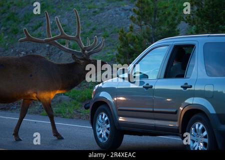 Der Bulle Elk (Cervus canadensis) kommt an ein Fahrzeugfenster, während er in der Abenddämmerung eine Straße in der Nähe des Canyon Village im Yellowstone-Nationalpark, Wyoming, USA, überquert Stockfoto