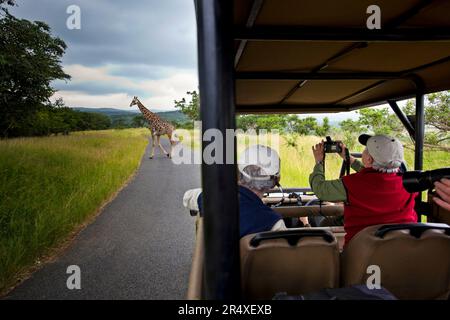 Touristen fotografieren eine Giraffe aus der Sicherheit ihres Fahrzeugs im Hluhluwe-Imfolozi Park, Südafrika Stockfoto