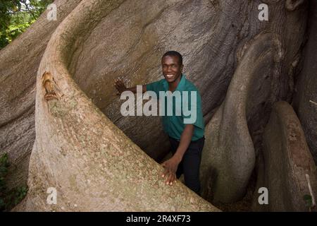 Männlicher Reiseleiter neben den Stützwurzeln eines ceiba-Baumes; Bluefields Bay, Jamaika Stockfoto