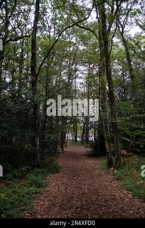 Frankreich, Bretagne, Paimpont auf 2021-09-19. Tourismus und Illustration des Alltags in der Bretagne. Hier, Notre-Dame de Paimpont Abtei, Eingang zum Broc Stockfoto