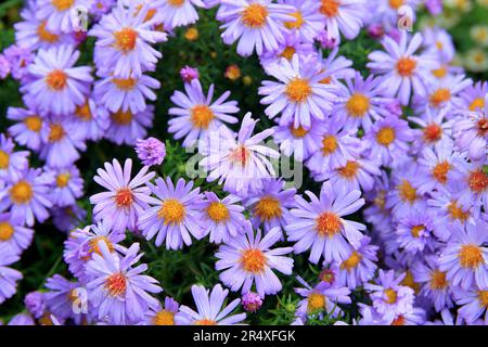 Auf dem Foto werden blaue Herbstblumen, die Astern genannt werden, in Nahaufnahme fotografiert. Stockfoto