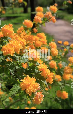 Das Foto wurde im botanischen Garten der Stadt Odessa aufgenommen. Das Bild zeigt einen blühenden Busch einer Pflanze namens japanische kerria. Stockfoto