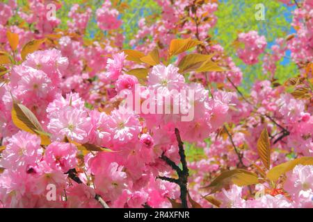 Das Foto wurde im Frühling in Deutschland aufgenommen. Im Bild blühender Mandelbaum. Alle Äste sind mit rosa Blumen bedeckt. Stockfoto