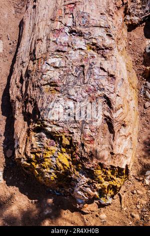 Seltener und farbenfroher versteinerter Baum; Petrified Forest Trail; Escalante Petrified Forest State Park; Escalante; Utah; USA Stockfoto