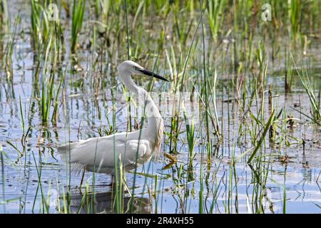 Little Ereet (Egretta garzetta) Erwachsener, der im Frühling in flachem Wasser von Sumpf/Sumpf forscht Stockfoto