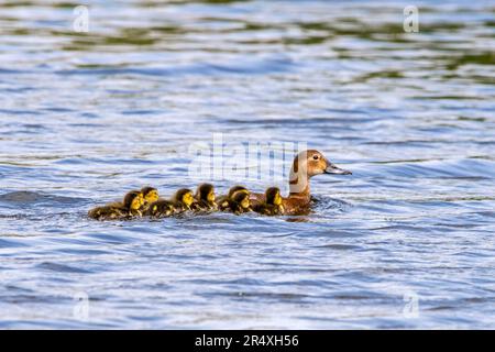 Gemeine Pochard (Aythya ferina), weiblich, die im Frühjahr mit Küken/Entenküken im Wasser eines Teichs/Sees schwimmt Stockfoto