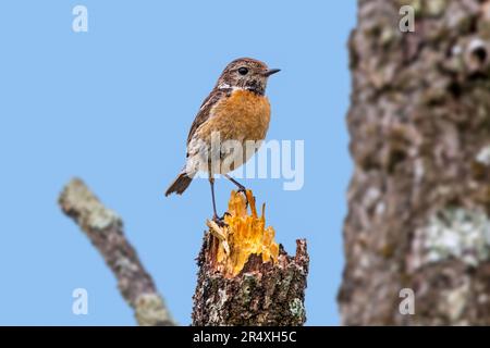 Europäisches Steinechat (Saxicola rubicola/Motacilla rubicola), das im Frühjahr auf Baumstumpf steht Stockfoto