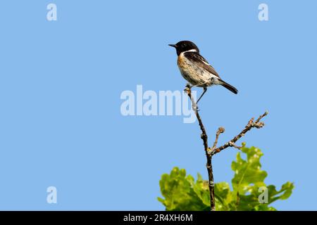 Europäisches Steinechat (Saxicola rubicola/Motacilla rubicola), männlicher Erwachsener, im Frühjahr auf einem Baum hoch oben Stockfoto