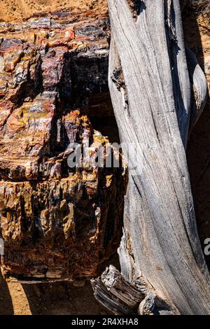 Seltener und farbenfroher versteinerter Baum und knorriger alter Bristlecone Kiefernbaum; Petrified Forest Trail; Escalante Petrified Forest State Park; Escalante; Utah Stockfoto