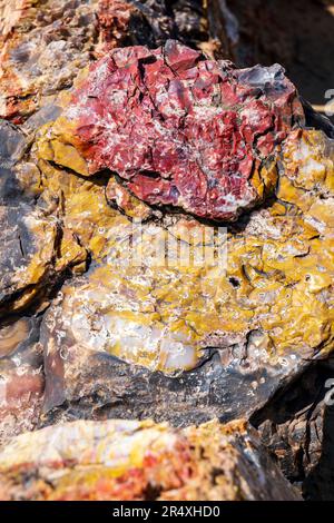 Seltener und farbenfroher versteinerter Baum; Petrified Forest Trail; Escalante Petrified Forest State Park; Escalante; Utah; USA Stockfoto