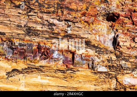 Seltener und farbenfroher versteinerter Baum; Petrified Forest Trail; Escalante Petrified Forest State Park; Escalante; Utah; USA Stockfoto