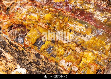 Seltener und farbenfroher versteinerter Baum; Petrified Forest Trail; Escalante Petrified Forest State Park; Escalante; Utah; USA Stockfoto