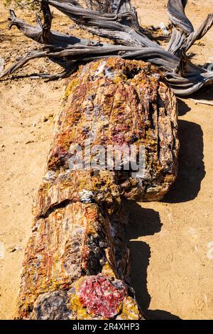 Seltener und farbenfroher versteinerter Baum; Petrified Forest Trail; Escalante Petrified Forest State Park; Escalante; Utah; USA Stockfoto